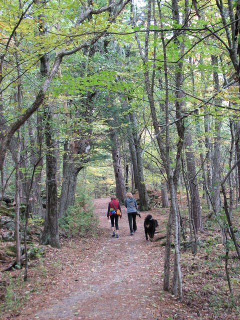 Visitors Walking Their Dogs